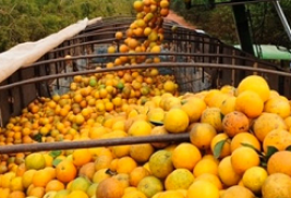 Exportação de frutas dispara e atinge US$ 98,1 milhões no primeiro bimestre