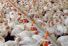Brasil vai recorrer à OMC contra embargo da União Europeia à carne de frango