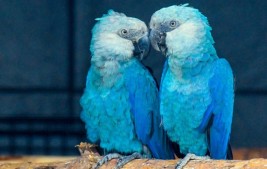 Ararinhas-azuis devem voltar ao Brasil no início de março