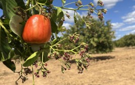 Com aumento na produção de caju, Piauí tem a 2ª maior área plantada no Brasil