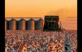 Inauguração de algodoeira em Gilbués nesta sexta (25) marca novo impulso para a economia da região