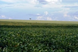 Piauí é líder no consumo de fertilizantes