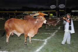 Nova pecuária piauiense consolida e vira destaque na região