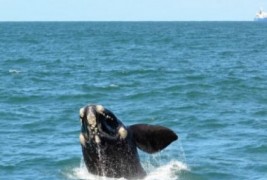 Pesquisadores avistam 22 baleias franca no litoral sul