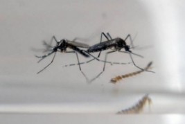 Casos de dengue no Brasil crescem 48%
