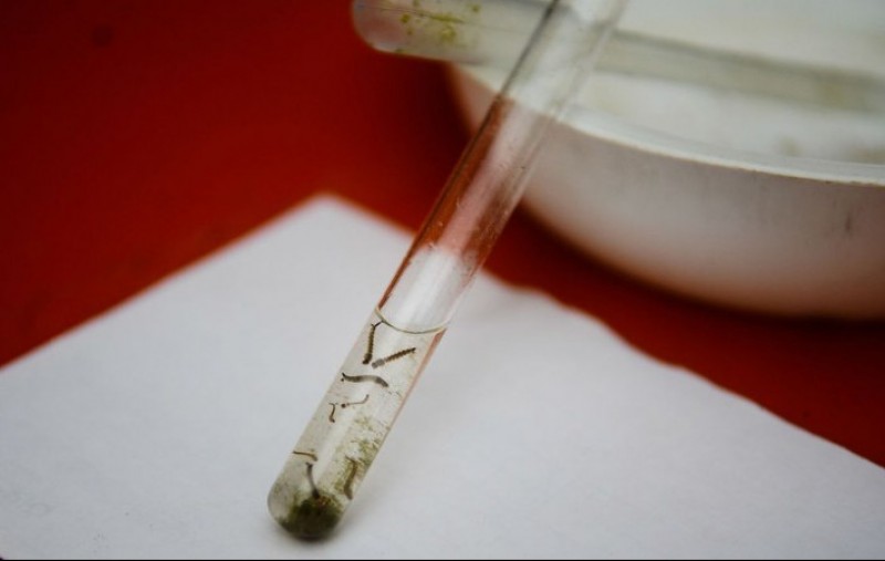 Cientistas usam processo evolutivo contra Aedes aegypti