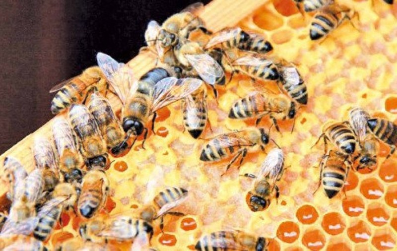 Piauí é o segundo maior exportador de mel do país
